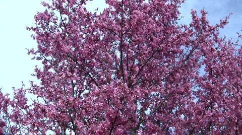Cherry blossoms in spring Stock Footage 114534