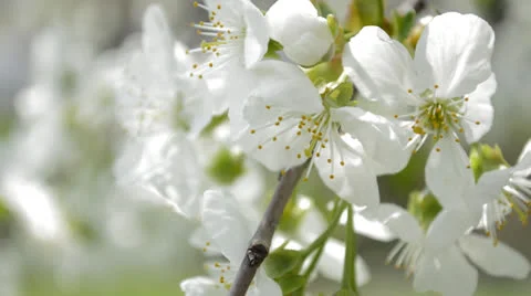 Cherry blossoms in spring Stock Footage 22735874