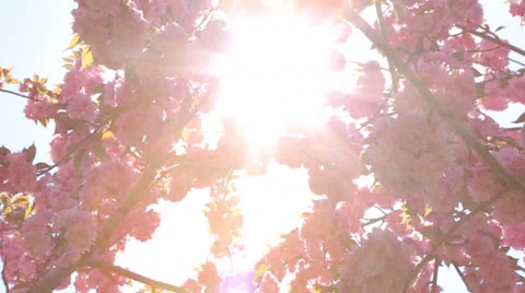 Cherry blossoms in spring Stock Footage 23029226