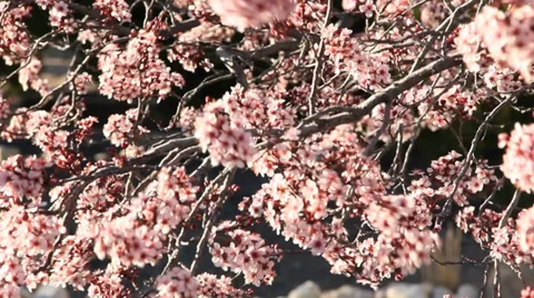 Cherry blossoms in Spring Video stock 37163658