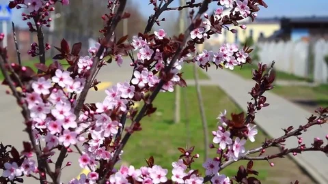 Cherry blossoms in the spring Stock Footage 74064994