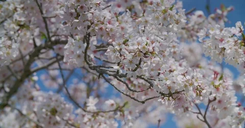 Cherry Blossoms in Spring Video stock 76504303