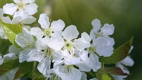 Cherry blossoms in spring . Stock Footage 91503292