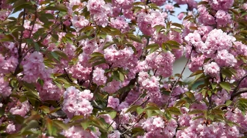 Cherry blossoms in spring Stock Footage 149897622