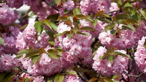 Cherry blossoms in spring Stock Footage 149897624