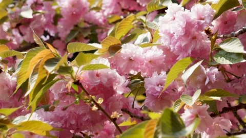 Cherry blossoms in spring Vídeo Stock 149897627