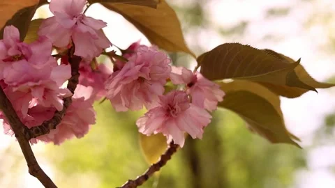 Cherry blossoms in spring Stockbeeldmateriaal 309759624