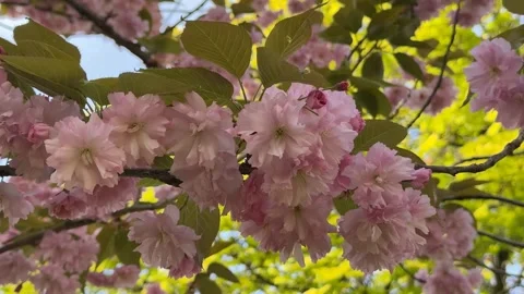 Cherry Blossoms in Spring Stock Footage 310494253