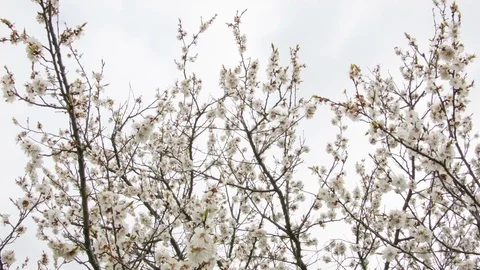 Cherry blossoms in the spring forest Stock-Footage 80744326