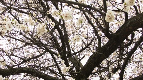 Cherry blossoms in the spring forest Видео 80744942
