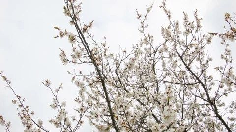 Cherry blossoms in the spring forest Video stock 80745228