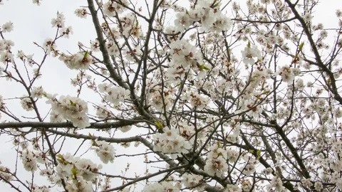 Cherry blossoms in the spring forest Stock Footage 80745423