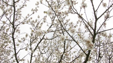 Cherry blossoms in the spring forest Vídeo Stock 80745431