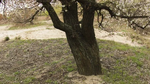 Cherry blossoms in the spring forest Video stock 80745551