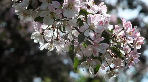 Cherry blossoms in the spring garden. Stock Footage 67635445