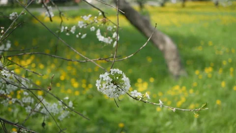 Cherry blossoms in the spring garden. Stock Footage 90006394