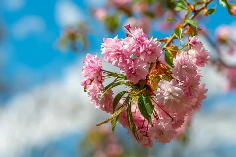 Cherry blossoms in the spring garden Stock Photos