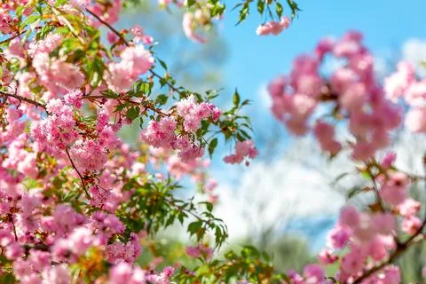 Cherry blossoms in the spring garden 写真素材