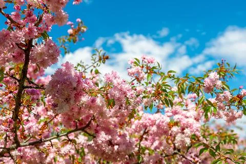 Cherry blossoms in the spring garden Stock Photos