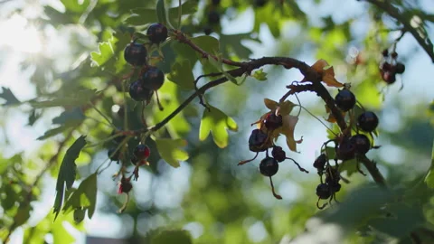 The cherry blossoms of spring give way to the growth of beautiful black cherries Stock Footage 237784540