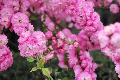 Cherry blossoms. Spring has come. Spring nature in bloom. Foto stock