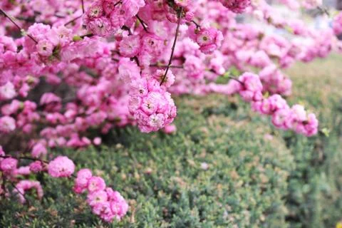 Cherry blossoms. Spring has come. Pink flowers. Stock Photos