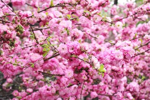 Cherry blossoms. Spring has come. Floral pink background. Stock Photos
