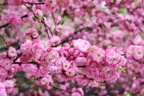 Cherry blossoms. Spring has come. Floral pink background. Stock Photos