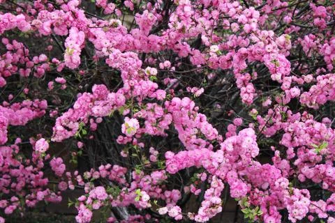 Cherry blossoms. Spring has come. Floral pink background. Stock Photos