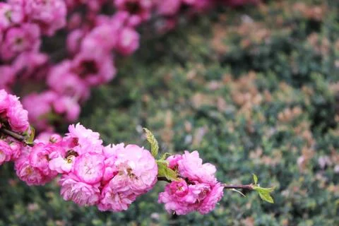 Cherry blossoms. Spring has come. Pink flowers. Stock Photos