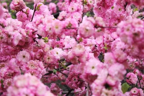 Cherry blossoms. Spring has come. Floral pink background. Stock Photos