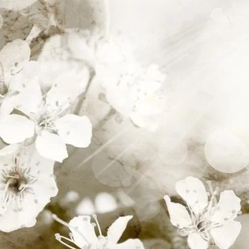 Cherry blossoms in spring Illustrazione stock