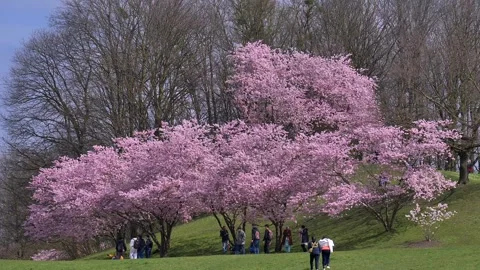 Cherry blossoms in spring, Japanese cherry, bristlecone cherry Stock Footage 306284506