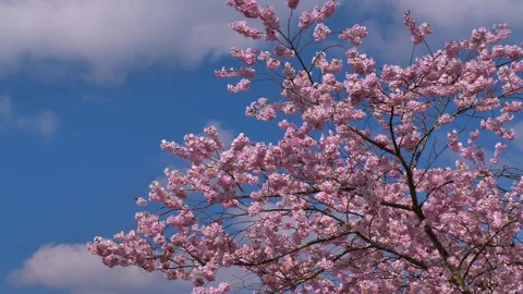 Cherry blossoms in spring, Japanese cherry, bristlecone cherry Stock Footage 306284664