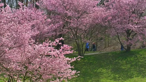 Cherry blossoms in spring, Japanese cherry, bristlecone cherry Stock Footage 306285109