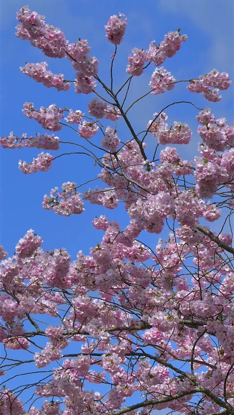 Cherry blossoms in spring, Japanese cherry, bristlecone cherry Stock Footage 306285168