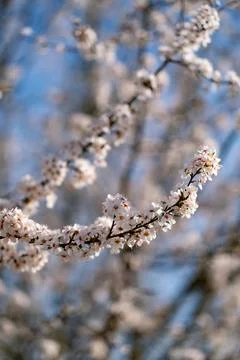 Cherry Blossoms in Spring Light 写真素材