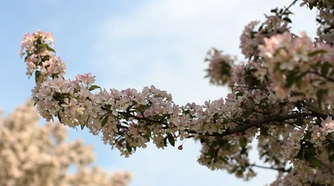 Cherry blossoms. Spring mood - a blooming garden on a sunny day. Stock Footage 67634869