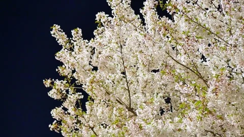 Cherry blossoms on a spring night Stock Footage 346711673
