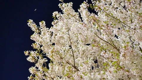 Cherry blossoms on a spring night Stock Footage 346711674
