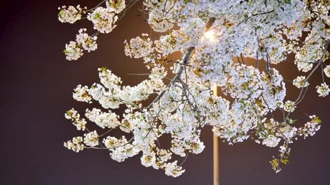 Cherry blossoms on a spring night Stock Footage 346711675