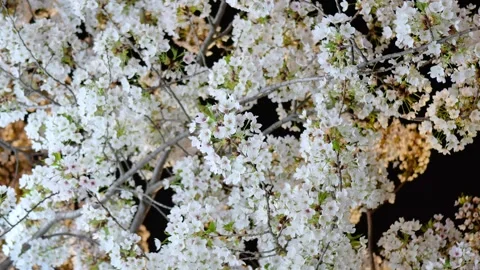 Cherry blossoms on a spring night Stock Footage 346712010