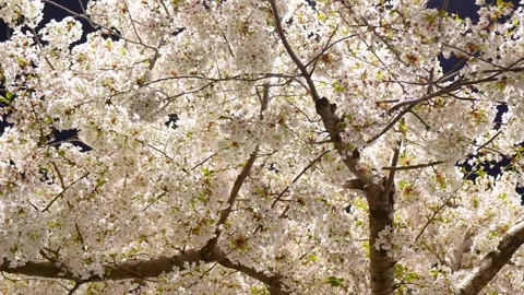 Cherry blossoms on a spring night Stock Footage 346712112