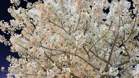 Cherry blossoms on a spring night Stock Footage 346734996