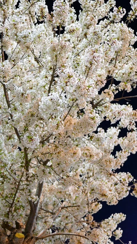 Cherry blossoms on a spring night Stock Footage 346735597