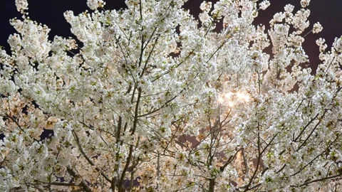 Cherry blossoms on a spring night Stock Footage 346735617