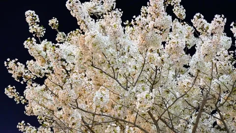 Cherry blossoms on a spring night Stock Footage 346735654