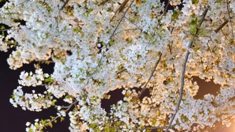 Cherry blossoms on a spring night Stock Footage 346735662