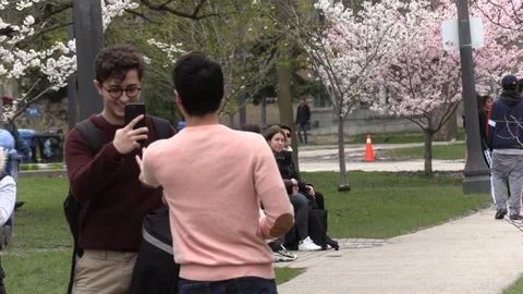 Cherry blossoms in the spring in park in downtown Toronto Canada Stock Footage 107810601