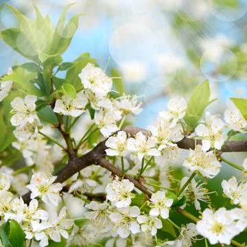Cherry blossoms in spring Stock Photos